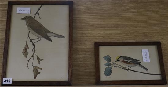 Charles E. Heil, two watercolours, Thrush and Goldcrest, signed, largest 29 x 22cm